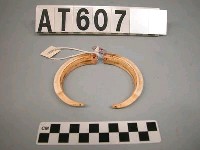 藏品(山豬牙臂環飾材)的圖片